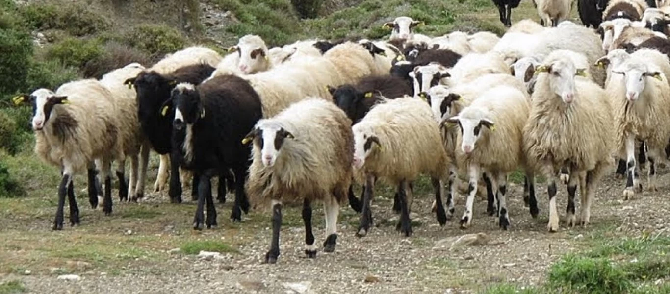 Κτηνώδης σφαγή στη Κρήτη - Πατέρας και γιος σκότωσαν ολόκληρο κοπάδι για... εκδίκηση